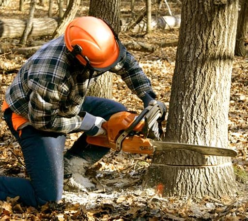 Tree Removal in White Cloud, MI